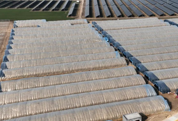 AI数字农业服务平台