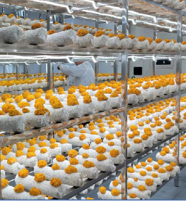 AI数字农业服务平台