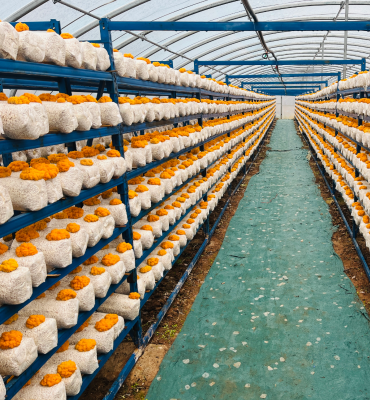 AI数字农业服务平台