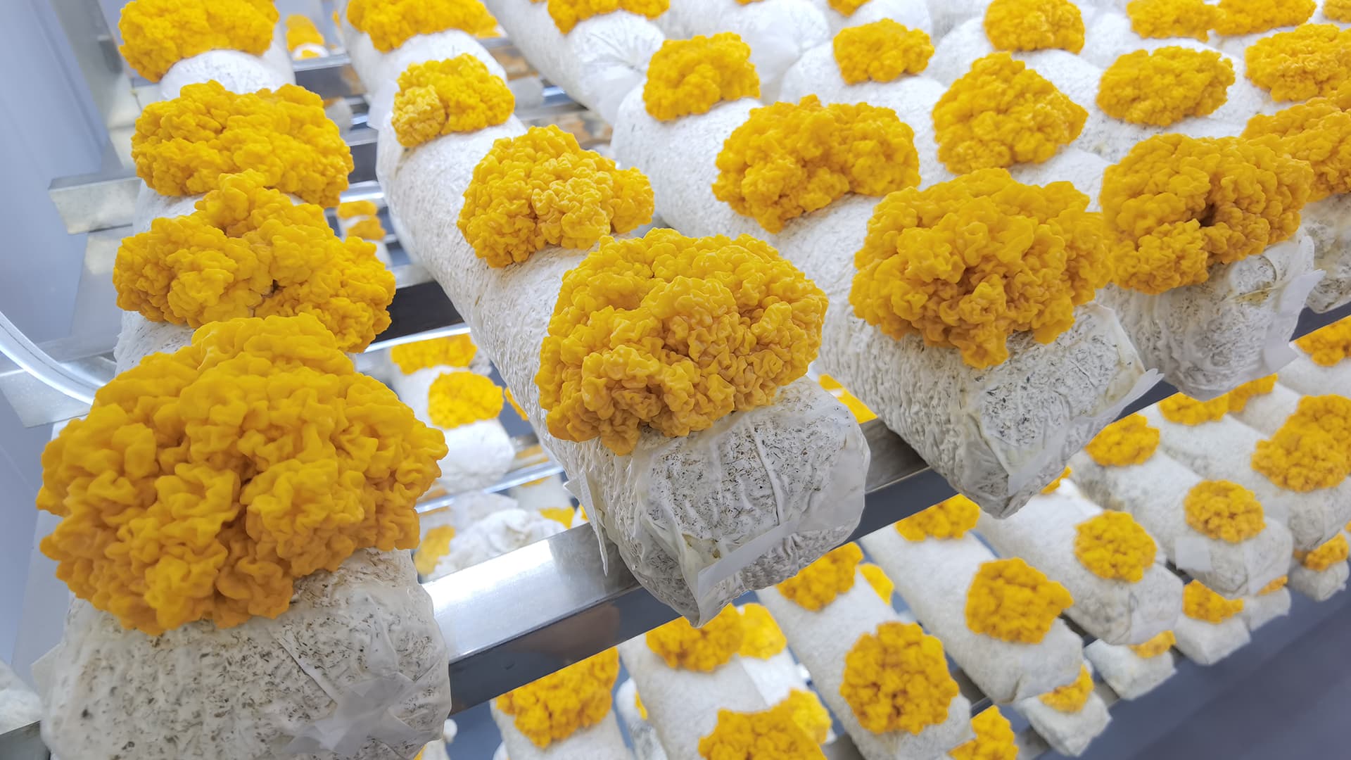 从田间到市场，AI全程赋能