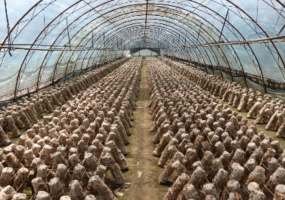 Bacteria Cultivation