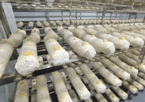 Bacteria Cultivation