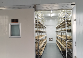 Bacteria Cultivation