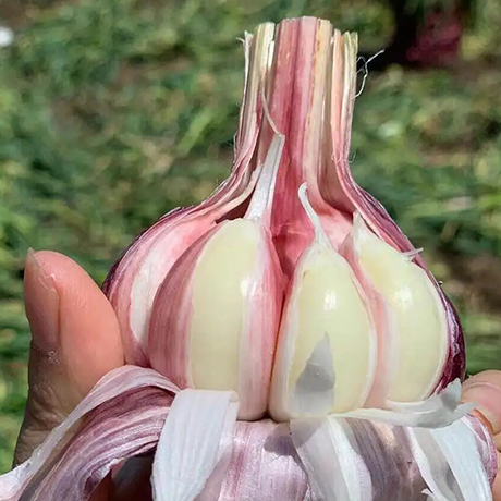 Fresh Garlic