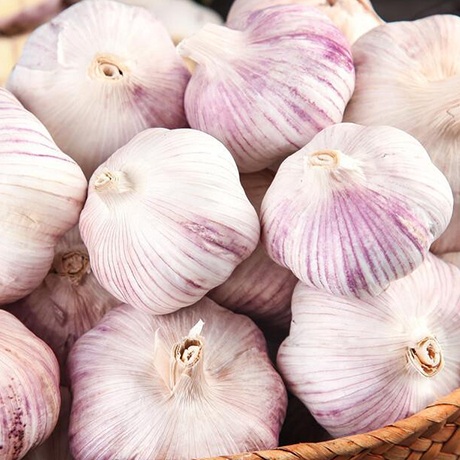 Fresh Garlic