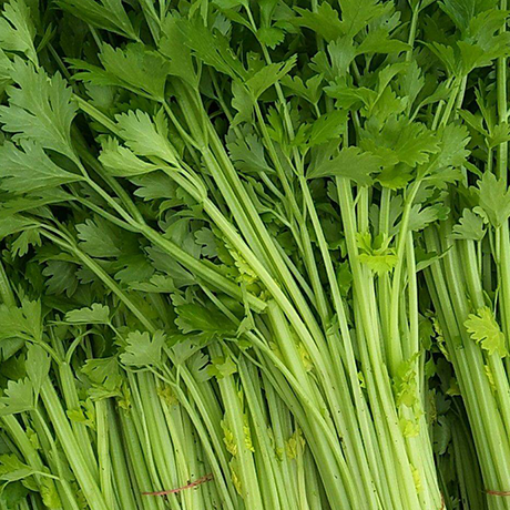 Fresh Green Celery