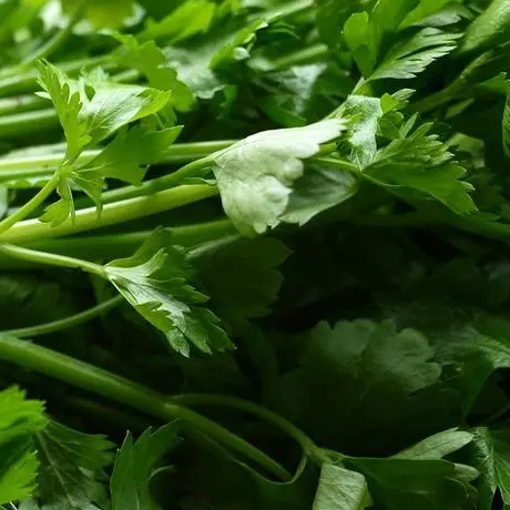 Fresh Green Celery