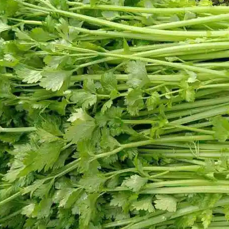 Fresh Green Celery