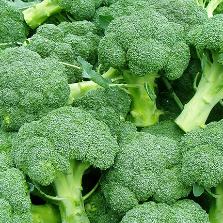 Fresh Organic Broccoli