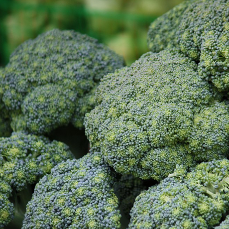Fresh Organic Broccoli