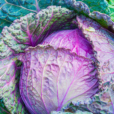 Fresh Purple Cabbage