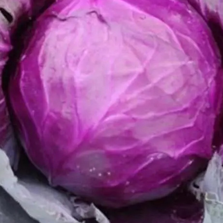 Fresh Purple Cabbage