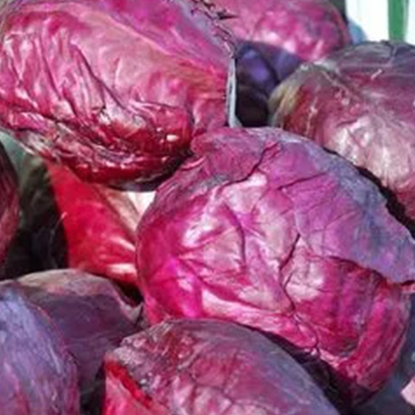 Fresh Purple Cabbage