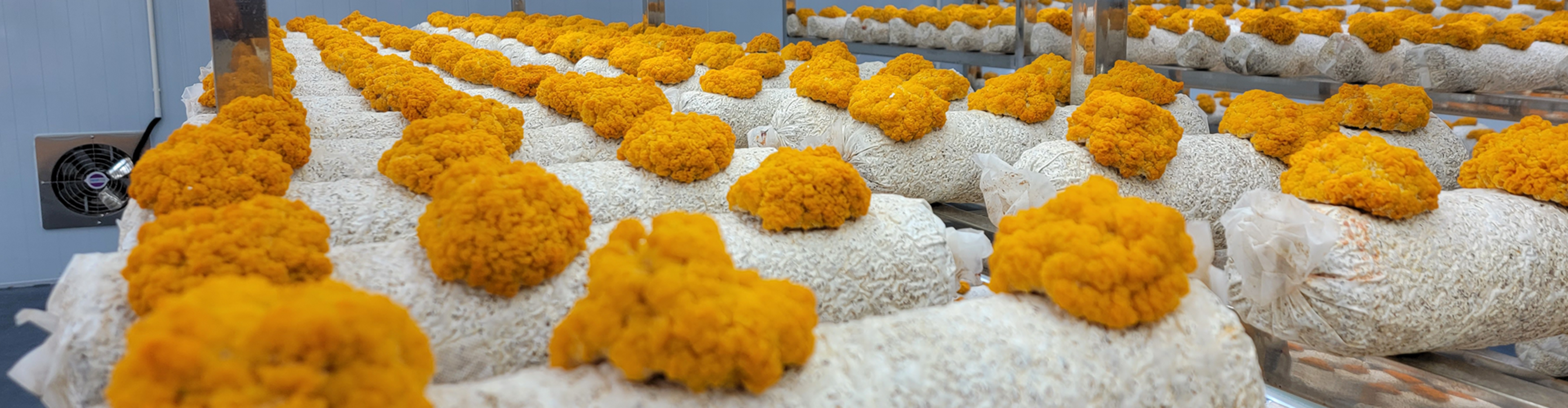 Edible Fungi