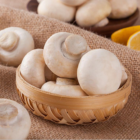 Oyster Mushroom