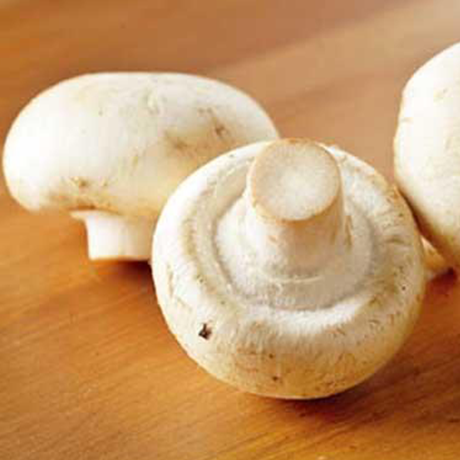 Oyster Mushroom
