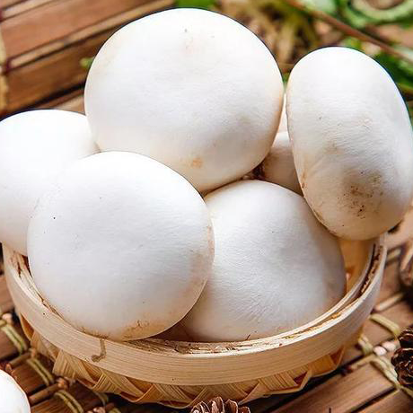 Oyster Mushroom