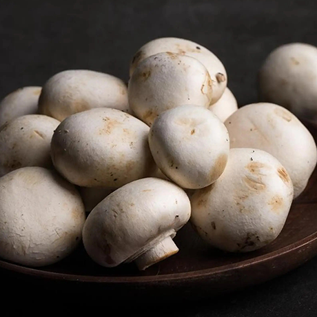 Oyster Mushroom