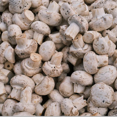 Oyster Mushroom