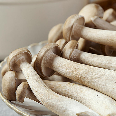 Deer Antler Mushroom
