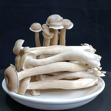 Deer Antler Mushroom