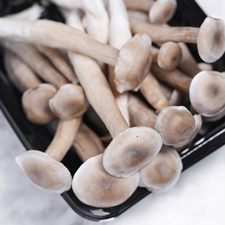 Deer Antler Mushroom