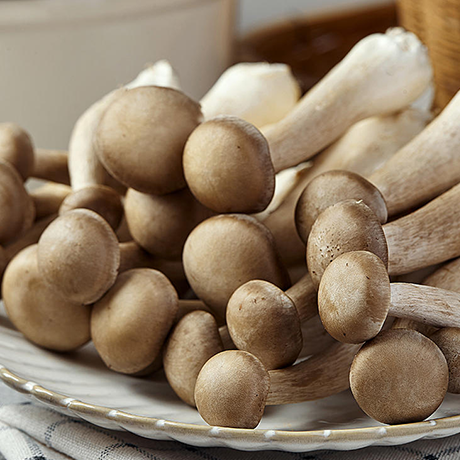 Deer Antler Mushroom
