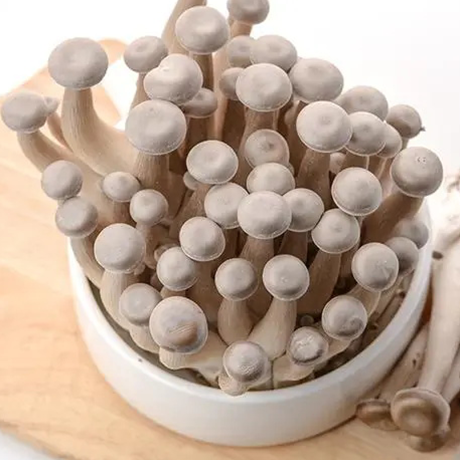 Deer Antler Mushroom