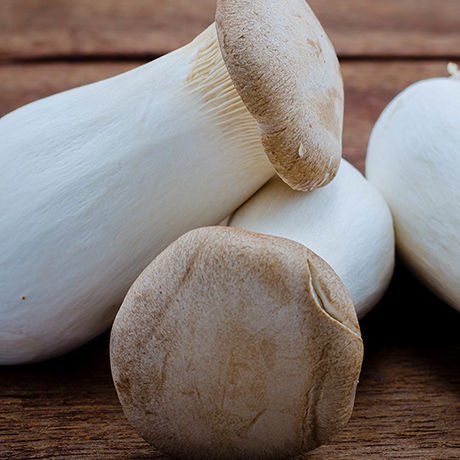 King Oyster Mushroom