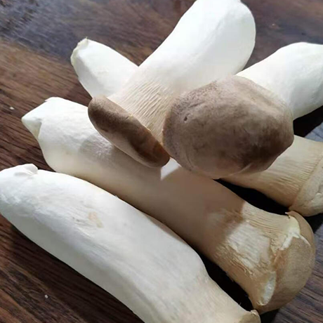 King Oyster Mushroom