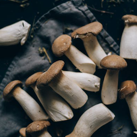 King Oyster Mushroom