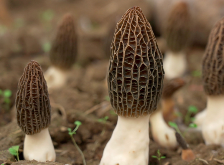 Morchella Tilapia