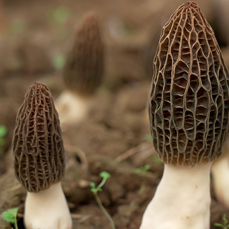 Morchella Tilapia