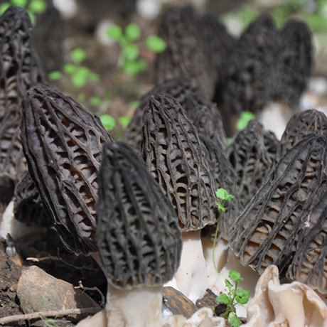 Morchella Tilapia