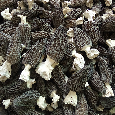 Morchella Tilapia