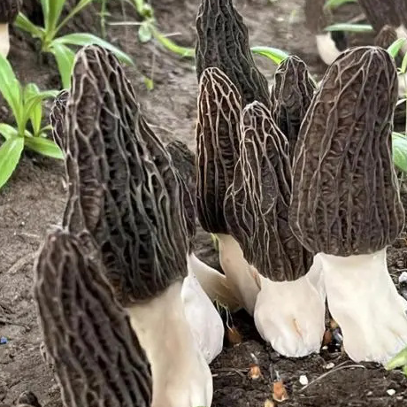 Morchella Tilapia