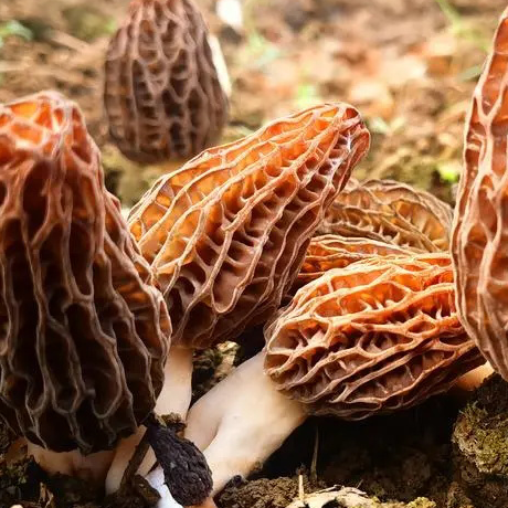 Morchella Tilapia